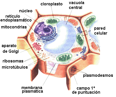 celula vegetal